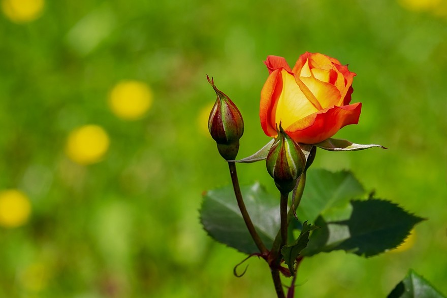 Piante e fiori Made in Italy da record