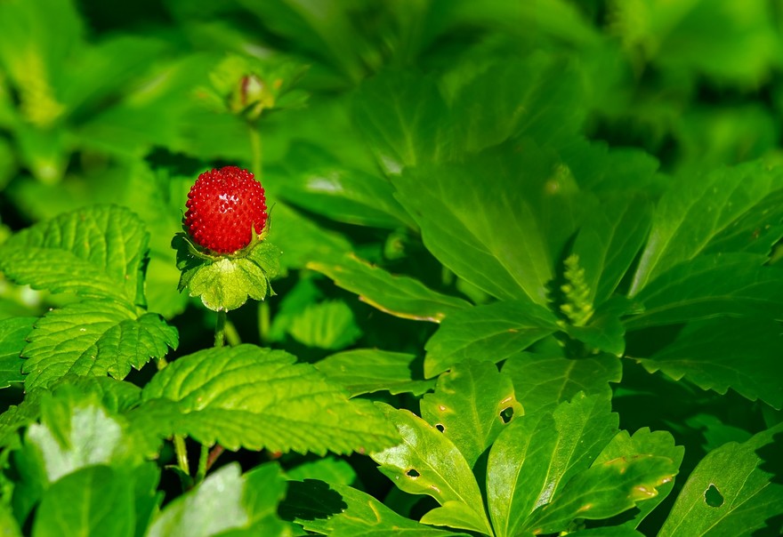 Le fragole a primavera, colore e gusto per il nostro giardino