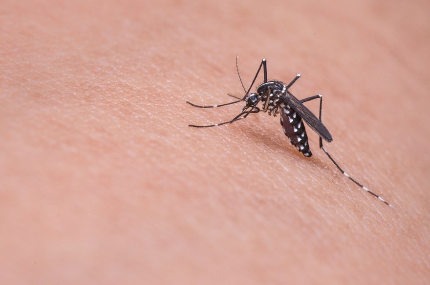 Cresce l'alalrme per il contagio da Dengue