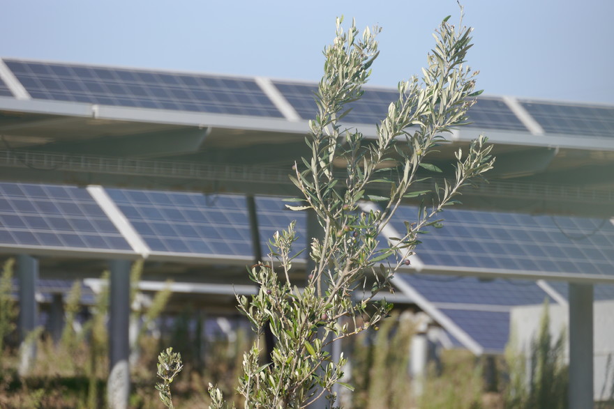 Parco Monreale (Palermo) esempio di campo agrivoltaico