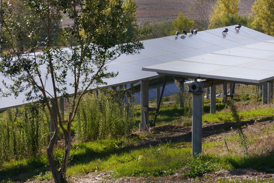 Parco Monreale (Palermo) esempio di agrivoltaico