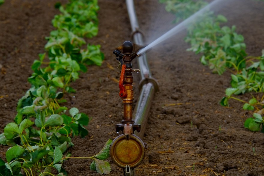 Curare lo spazio verde con l'irrigazione con ala a goccia o sprinkler