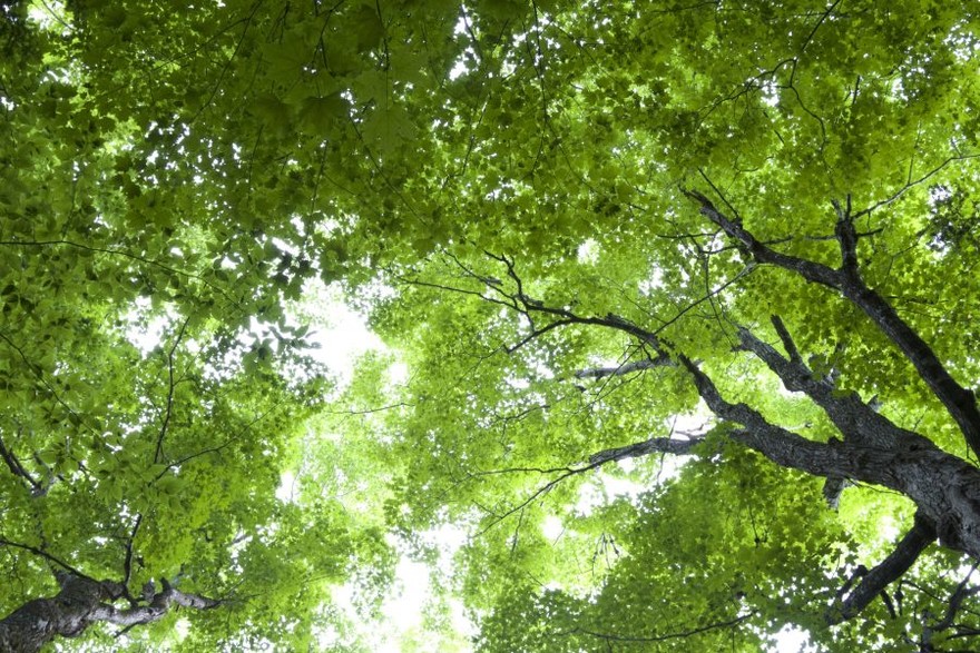 Bonus Verde, in arrivo 6,6 milioni di nuovi alberi in Italia