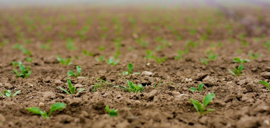 Piemonte, fondi per aziende agricole destinati a riduzione gas