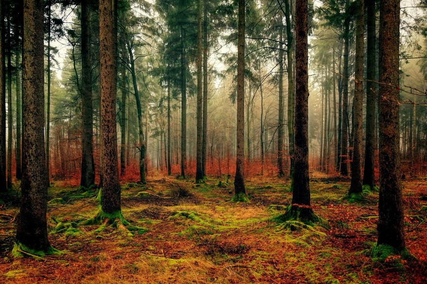 Col bonus verde 300mila nuovi alberi in Italia