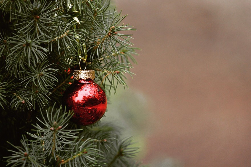 Albero di Natale a casa? Un abete è più ecologico