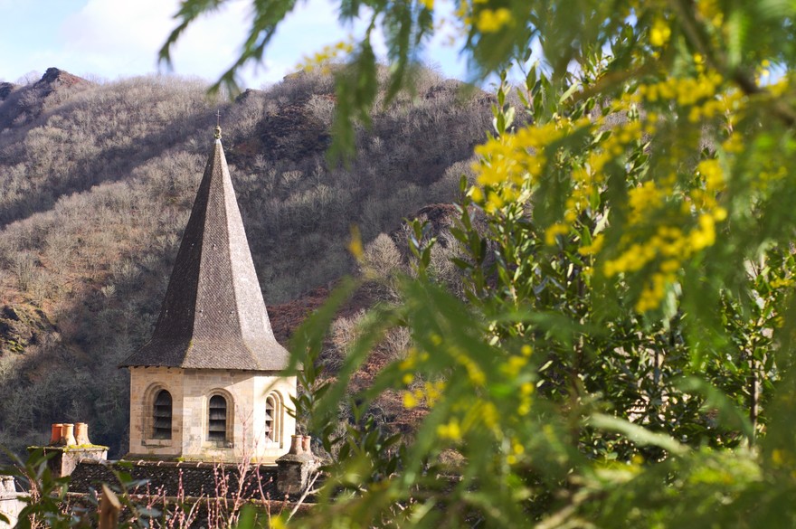 C'è lo smog? E allora le mimose fioriscono prima 