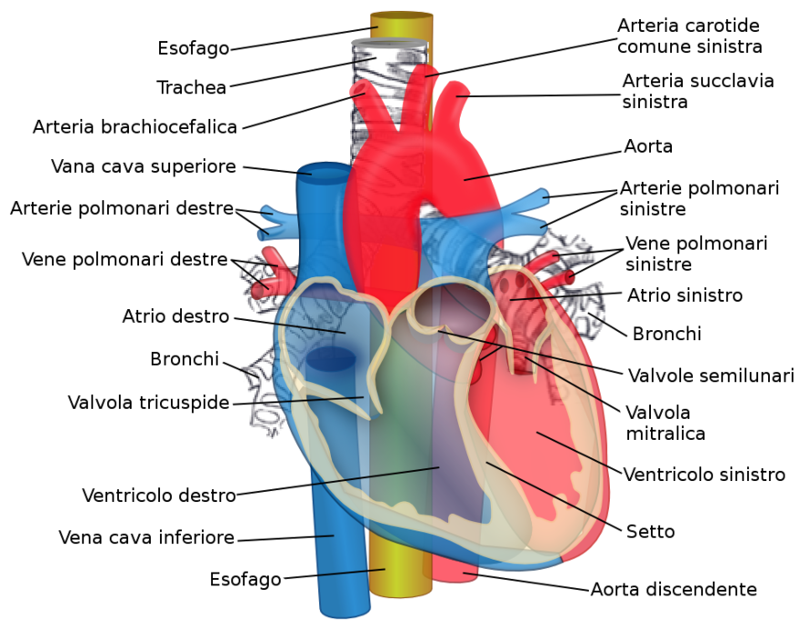 Salute, il cuore si defibrilla da solo; input per nuovi farmaci