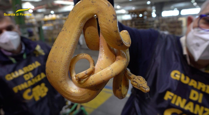 Maxi sequestro di specie vegetali e animali in estinzione