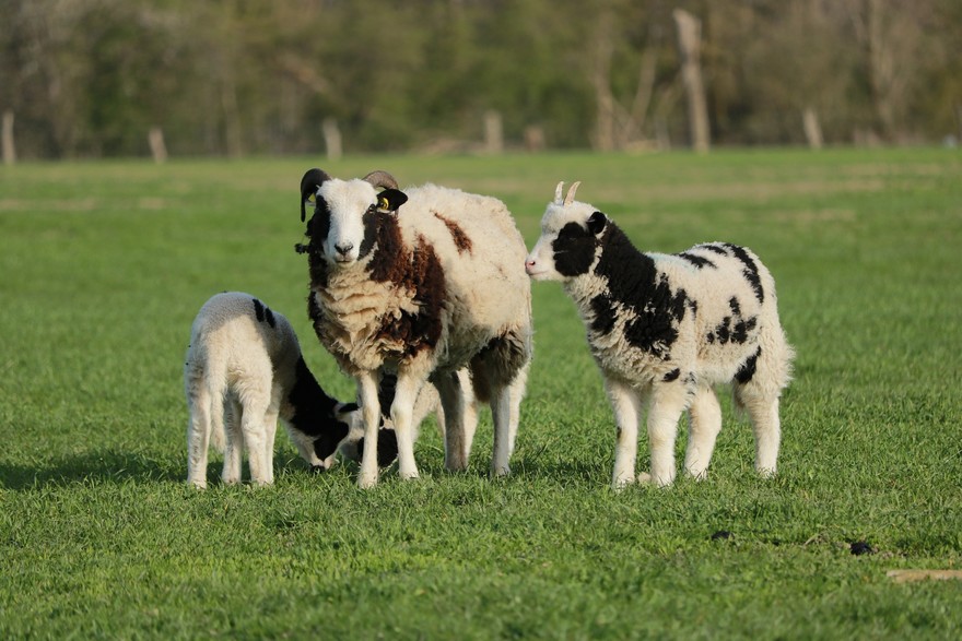 Boom del biologico: abbatte i consumi