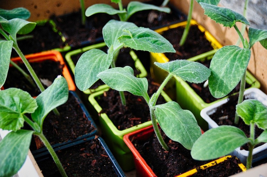 Come coltivare l'orto sul balcone con poche regole 