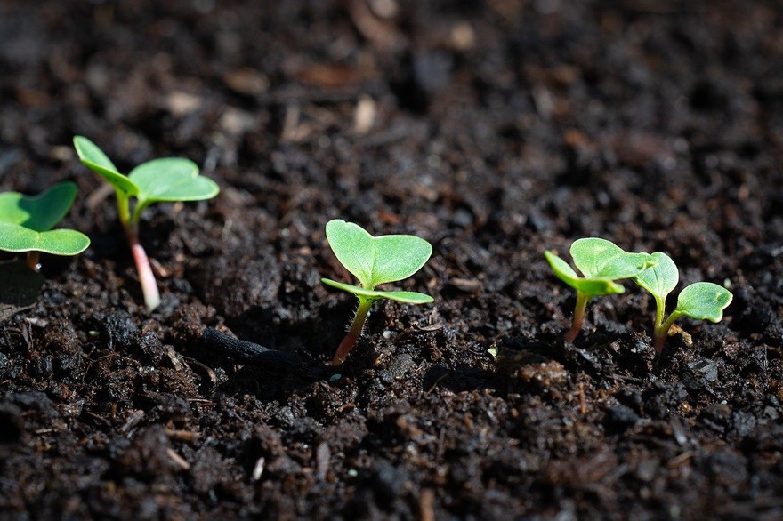 È primavera, si risveglia il terreno per un orto che darà soddisfazione