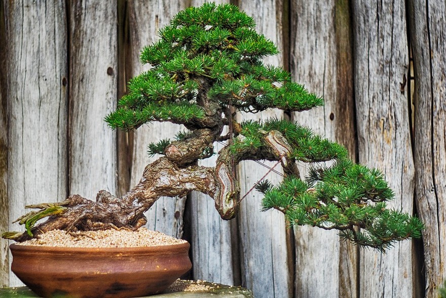 L'arte del bonsai, un hobby tra cura e attenzione