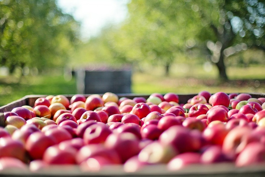 apples-g72ca66804_1280.jpg