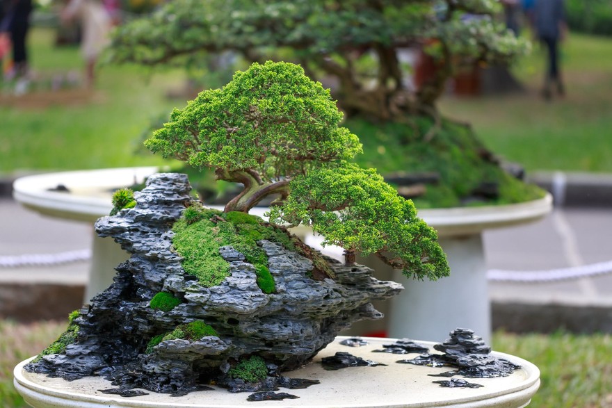 bonsai2.jpeg