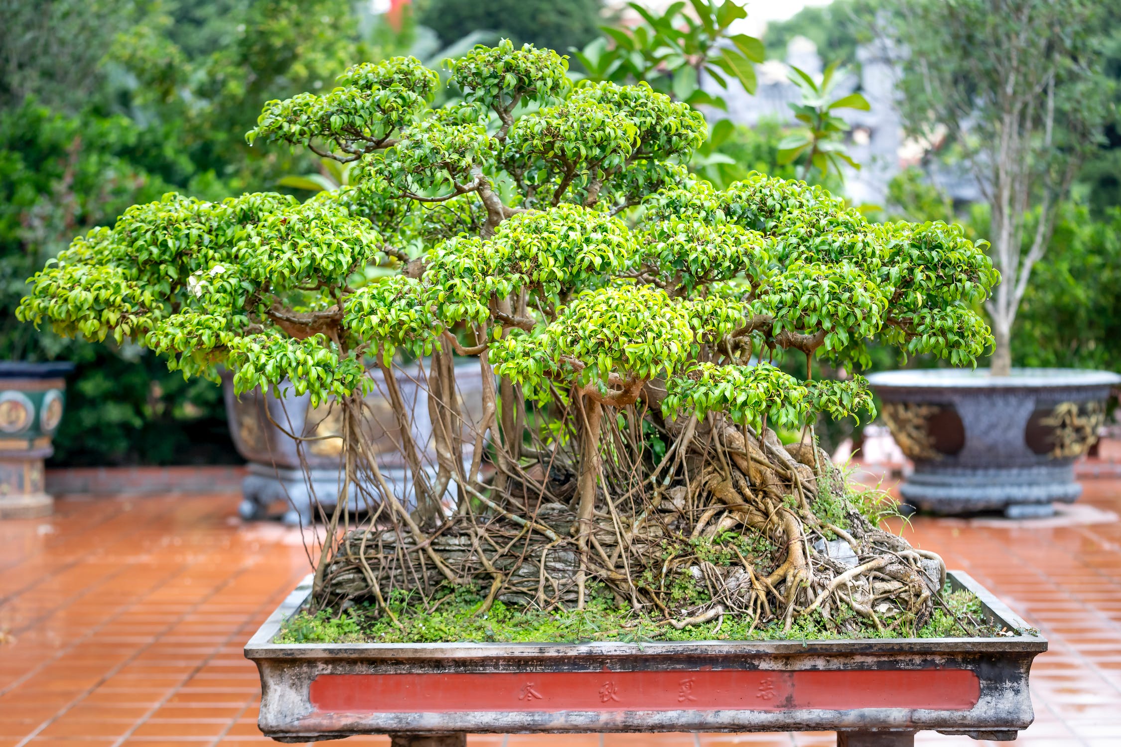 bonsai3.jpeg