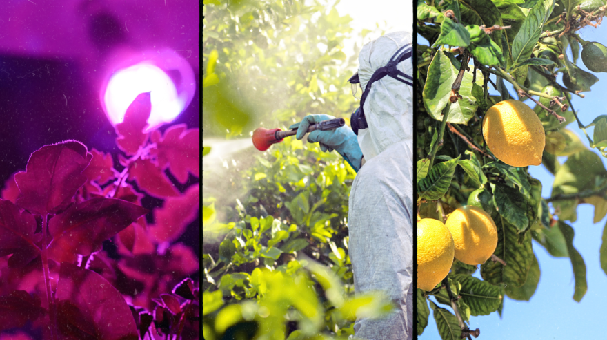 Raggi ultravioletti per limitare l'impiego dei pesticidi