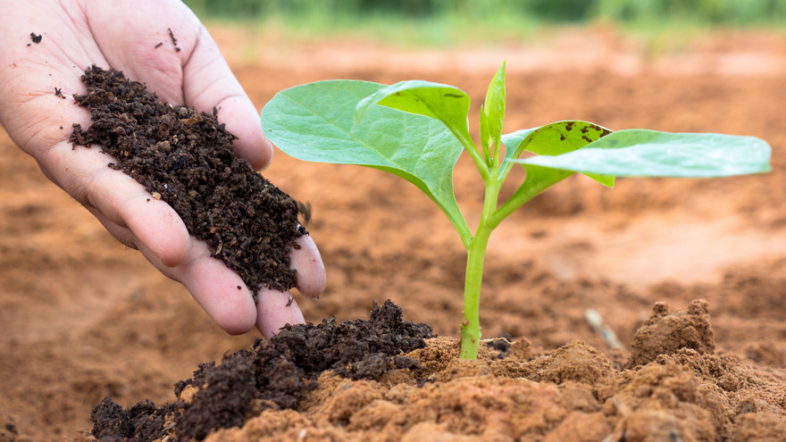 Inaugurata Euroflora, il mondo del green 